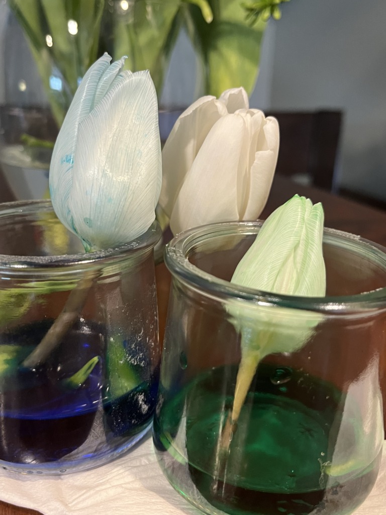 flowers in colored water experiment